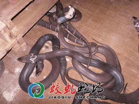 ���R�߷N��