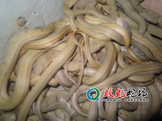 �������\����