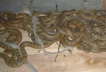 �ؼ����\����