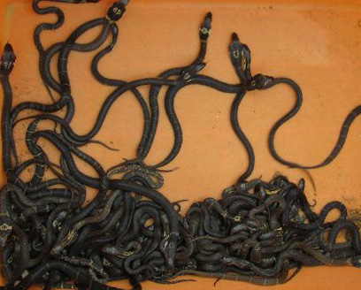 ���R����