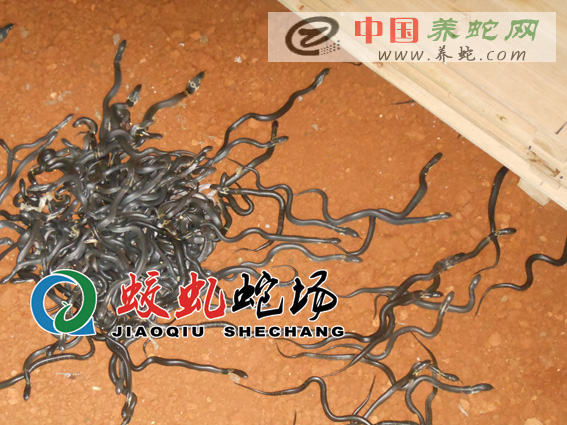 �W�T�υǵ����R������